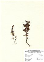 藏品(玉山金絲桃)的圖片